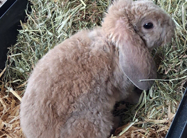Rex mix lop looking for his forever home.