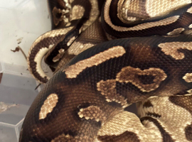 Selling my Royal Python collection