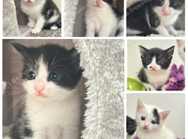 GORGEOUS BLACK & WHITE KITTENS FOR SALE