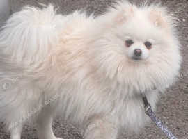 teddy