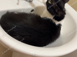 Loki male