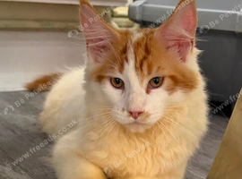Maine coon kittens