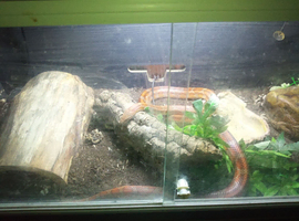 Corn snake for sale with viv