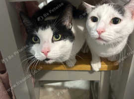 Brother and sister cats