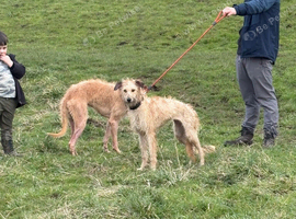 Saluki bull grey x collie whippet grey touch of Wheaton