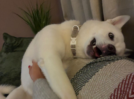 10 month old Huskita