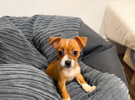 Teacup size Jack Russell Puppy