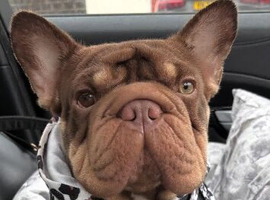 French bulldog for retirement home