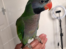 Hand reared derbyan parrot