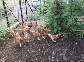 Warren chickens 12 weeks