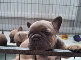 French bulldog pups (kc reg )