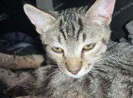 Female kitten needs a new home
