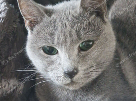Russian blue small adult female age 4