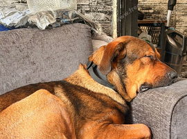 Rottweiler x mallinois