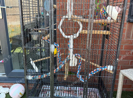 Male and female and cage