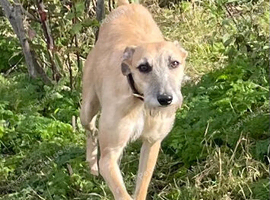 Bedlington whippet 2nd x