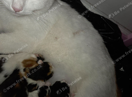 One female kitten remaining, ready to leave