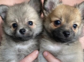 Pomeranian