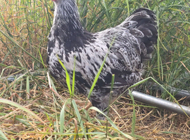 Silver Laced Wyandot rare breed, cockerel.