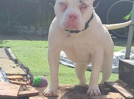 merle female pocket bully