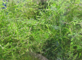Java moss