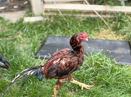 Assel Pakistani cockerel