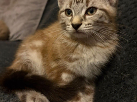 12 wk old kittens for sale
