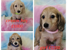 Cream long haired miniatures READY NOW