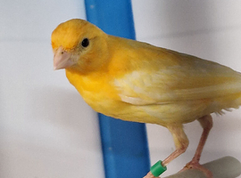2026 canary