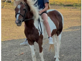 11.1hh Shetland X Lead rein pony