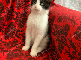 male 2 month old