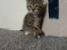 2 kittens ready too go