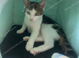 Last Remaining Boy Kitten Looking for His Forever Home