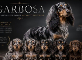 Champion bloodline dachshund