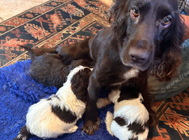 Quality F1 Cockapoo puppies