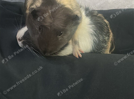 2 female guinea pigs