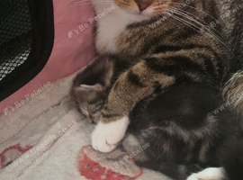 3 female tabby kittens