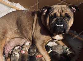 English bull chow puppy