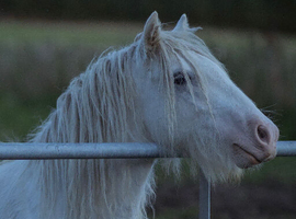 16 month old blagdon cob yearling filly palomino Sabino FULL LOAN
