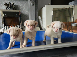 Beautiful Pink Pug puppies for sale