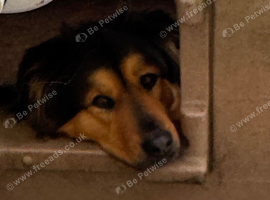 Beautiful German shepherd cross Rottweiler