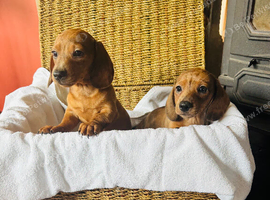 Stunning Daschund pups