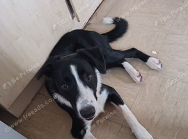 Border collie
