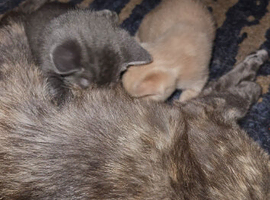 russian  blue x  kittens