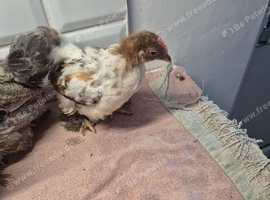 Pekin batam cocks