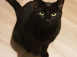 Beautiful female 7 year old cat