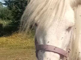 Cremello Mare, 3yrs