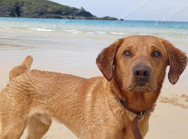 Fifth Generation Fox red Labrador Male