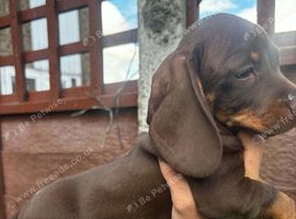 For sale chocolate 8weeks old boy puppy