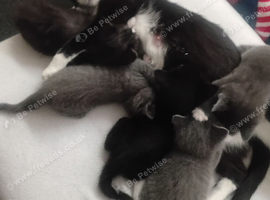 Beautiful mixed kittens